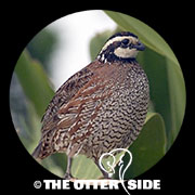 Northern Bobwhite - Southern Texas