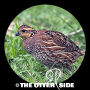 Northern Bobwhite - Southern Texas