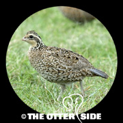 Northern Bobwhite - Southern Texas
