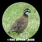 Northern Bobwhite - Southern Texas
