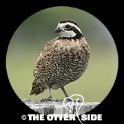 Northern Bobwhite - Southern Texas