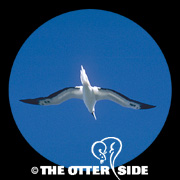 Red-footed Booby