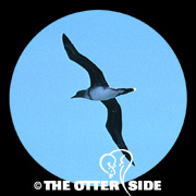 Red-footed Booby