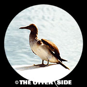 Blue-footed Booby