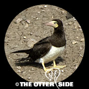 Brown Booby