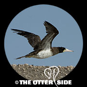 Brown Booby