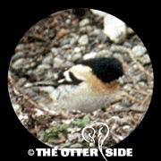 Brambling