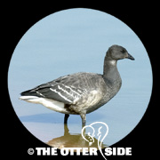 Black Brant - North American
