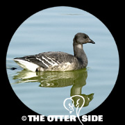 Black Brant - North American