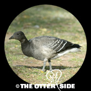 Black Brant - North American