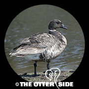 Black Brant - North American