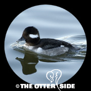Bufflehead