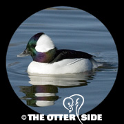 Bufflehead