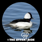 Bufflehead