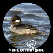 Bufflehead