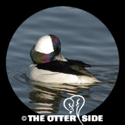 Bufflehead