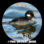 Bufflehead
