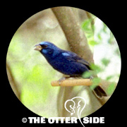 Blue Bunting