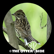 Black-faced Bunting