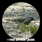 Black-faced Bunting