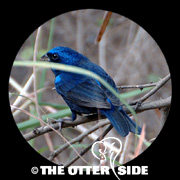 Blue Bunting