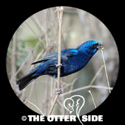 Blue Bunting