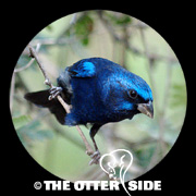 Blue Bunting