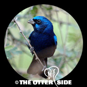 Blue Bunting