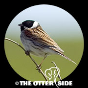 Common Reed Bunting