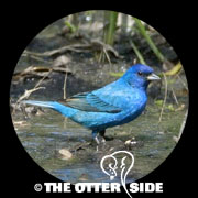 Indigo Bunting