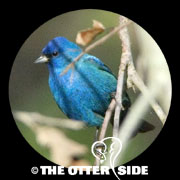 Indigo Bunting