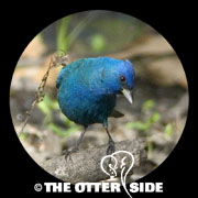 Indigo Bunting