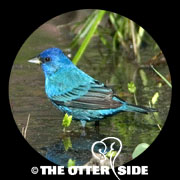 Indigo Bunting