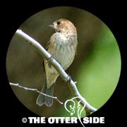 Indigo Bunting