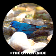Indigo Bunting