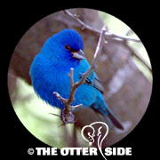 Indigo Bunting