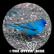 Indigo Bunting