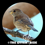Indigo Bunting