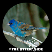 Indigo Bunting