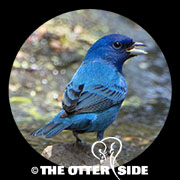 Indigo Bunting