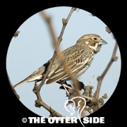 Lark Bunting