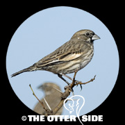 Lark Bunting