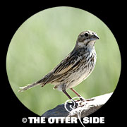 Lark Bunting