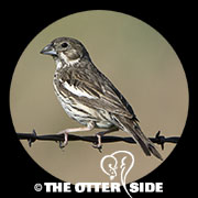 Lark Bunting