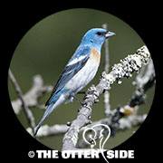 Lazuli Bunting