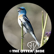 Lazuli Bunting