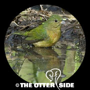 Painted Bunting