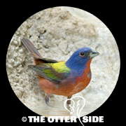 Painted Bunting