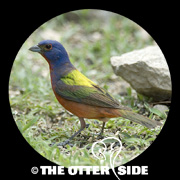 Painted Bunting