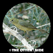 Painted Bunting